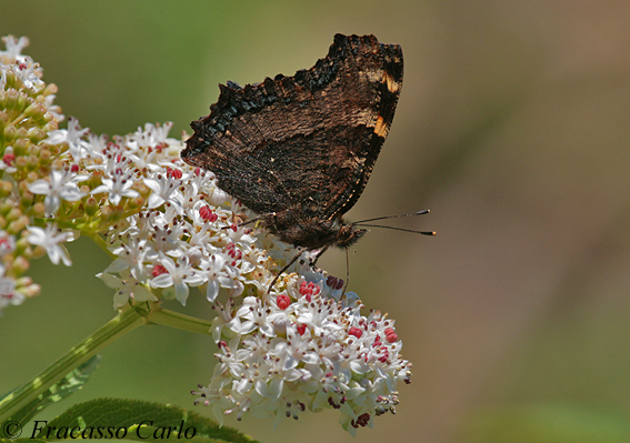 Vanessa multicolore?